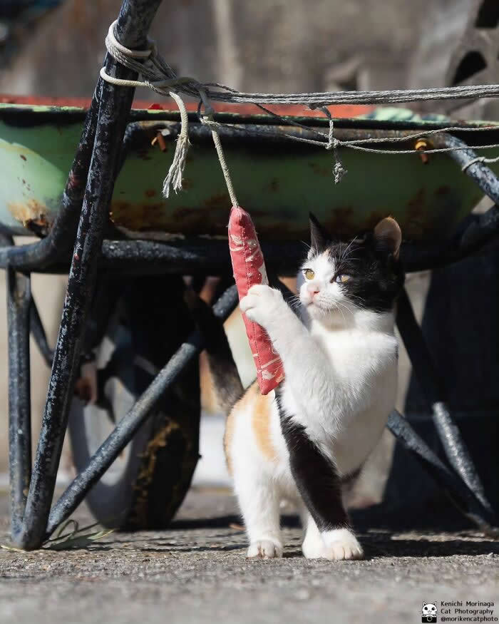A black and white cat standing on the ground, holding and playing with a hanging sausage tied by a string, appearing focused and playful.