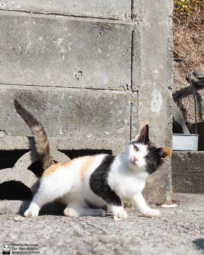 A black, white, and orange cat standing on a rough ground near a concrete wall, looking alert with wide eyes and a curious expression.