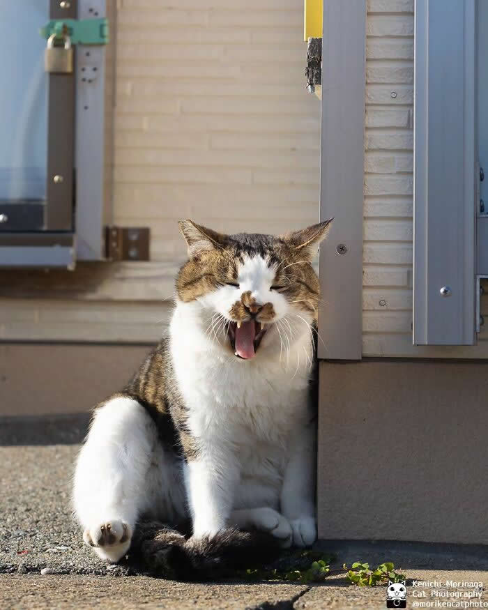 A chubby cat sitting near a wall, yawning widely with mouth fully open, appearing expressive and dramatic in a sunny outdoor setting.