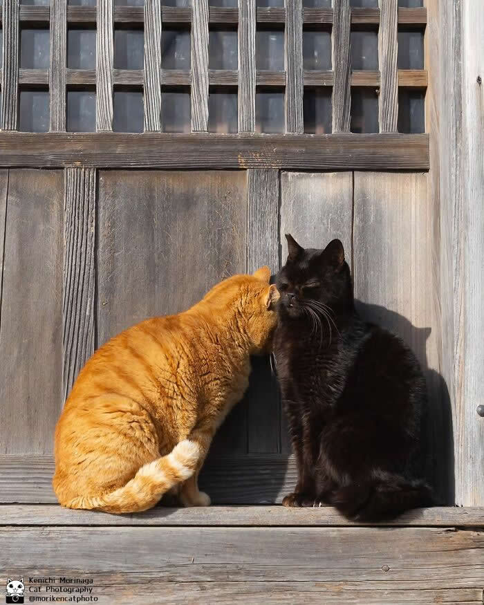 An orange cat leaning close to a black cat as if whispering, both sitting in front of a wooden door, creating a moment that looks like a secret conversation.
