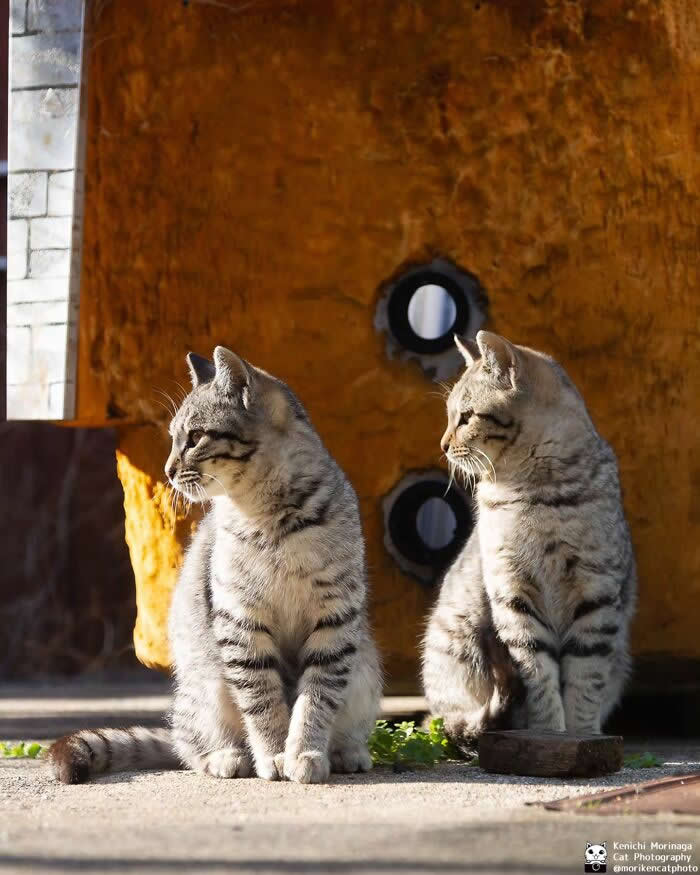 Two striped cats sitting next to each other on a pavement, both looking in the same direction with a focused and synchronized expression.