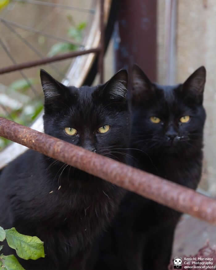 Two black cats sitting close together behind a rusty metal bar, both looking forward with intense and focused expressions.