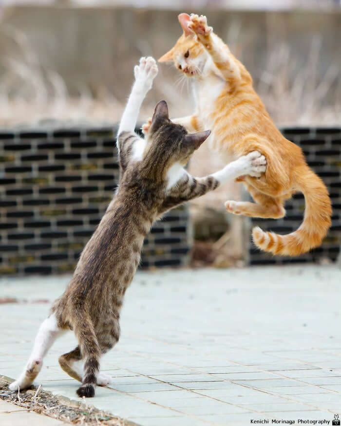 Two cats jumping mid-air facing each other, appearing to fight playfully on a street, captured in an action-packed moment.