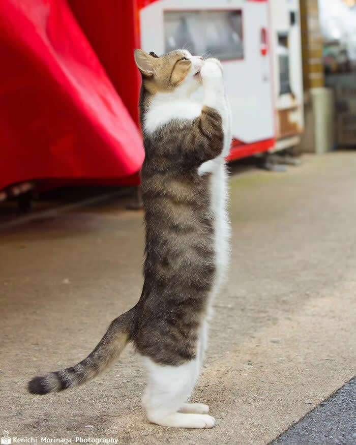 A cat standing on its hind legs with front paws held together, appearing to beg or pray, in an outdoor street setting.