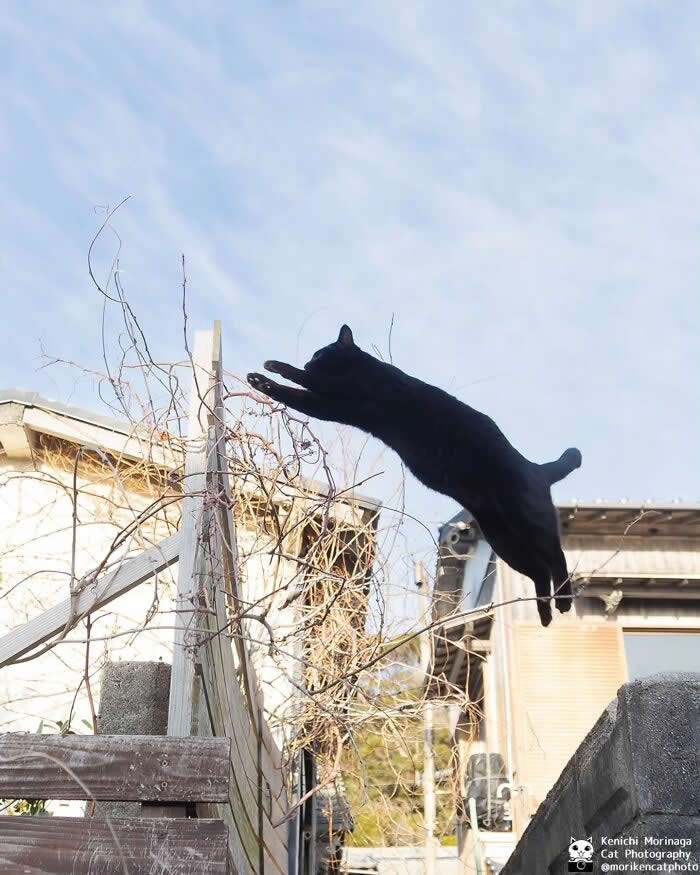 A black cat captured mid-air jumping across a gap, fully stretched out while leaping between structures in an outdoor setting.