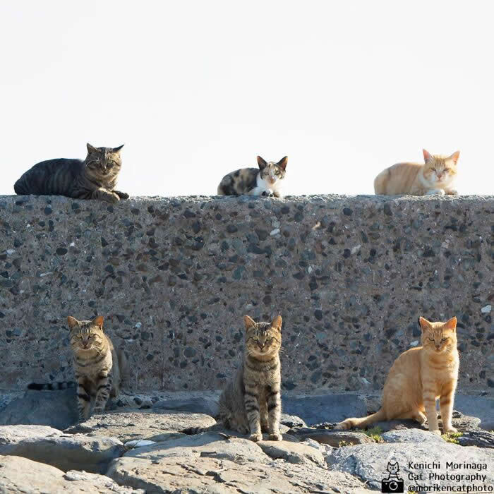 Six cats arranged in two rows on a stone wall and ground, sitting and facing forward like a lineup, each with different colors and expressions.