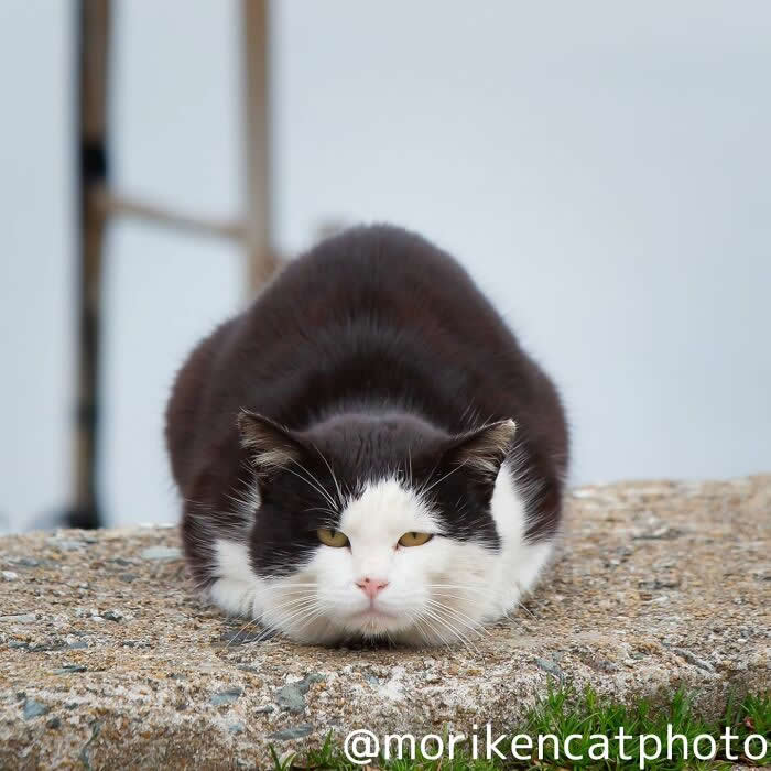A black and white cat sitting in a compact loaf position on a stone surface, with paws tucked underneath and a calm, slightly serious expression.