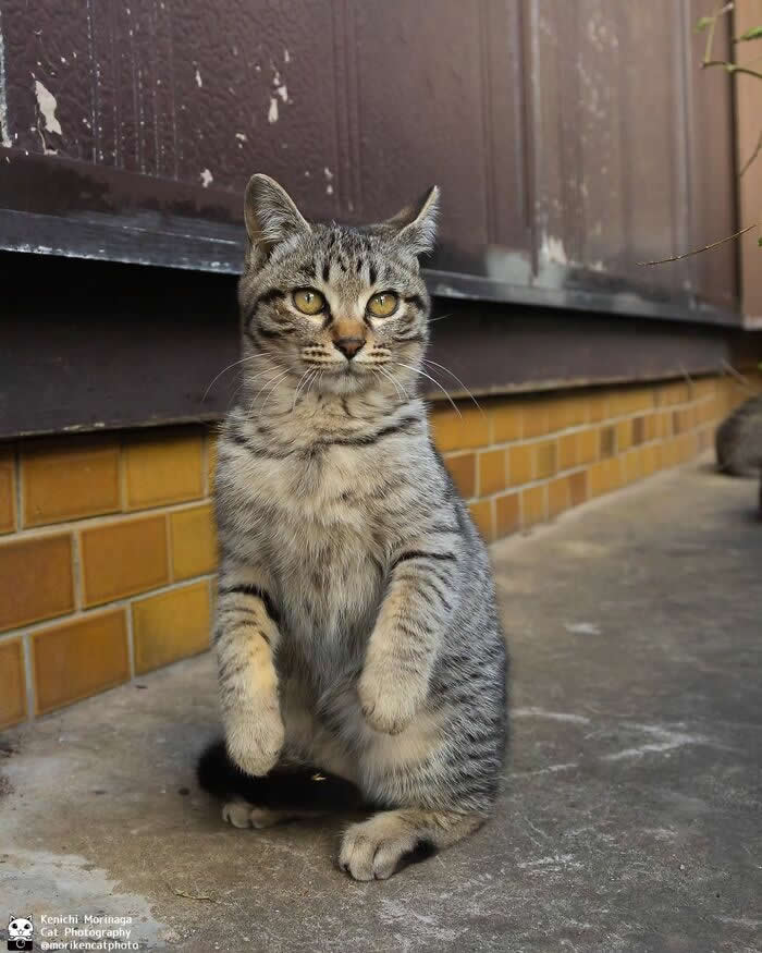 A tabby cat sitting upright on its hind legs with front paws raised, appearing like a begging or talking pose, looking directly forward in an outdoor setting.
