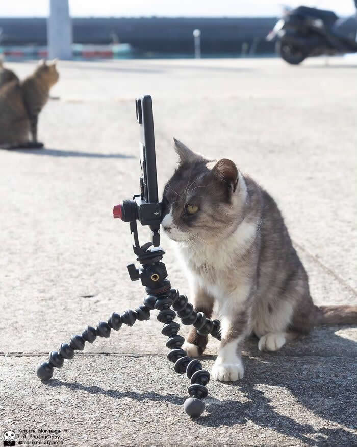A curious gray and white cat sniffing or inspecting a smartphone mounted on a small flexible tripod on a pavement, as if taking over the role of photographer.