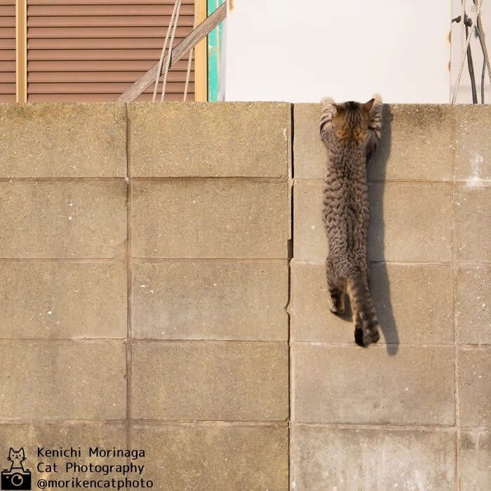 A cat climbing up a concrete wall, stretching its body vertically with front paws gripping the top edge, appearing determined and focused.