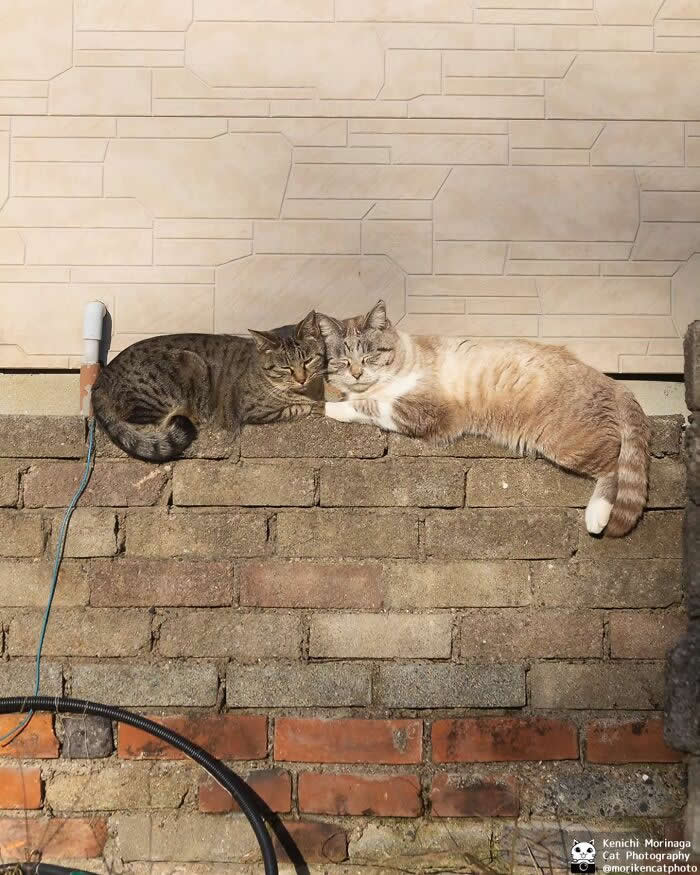 Two cats lying side by side on top of a brick wall, resting closely together with eyes half closed, enjoying a calm and sunny moment.