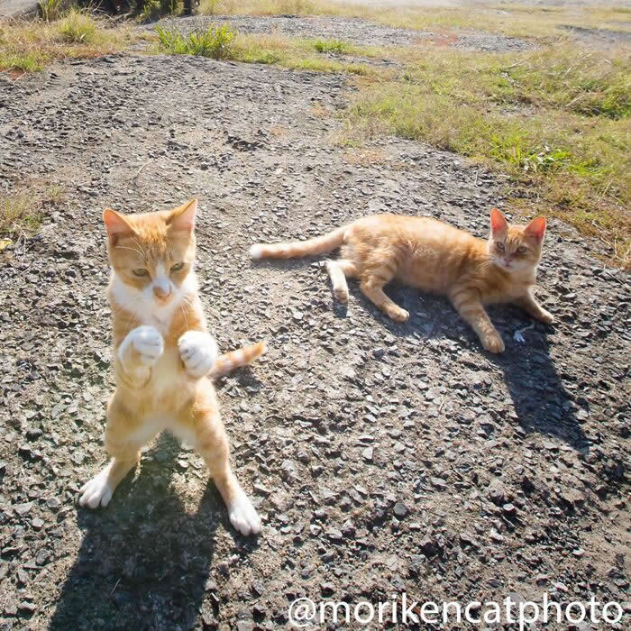 An orange kitten standing upright on its hind legs like a boxer with paws raised, while another orange cat lies relaxed on the ground nearby.