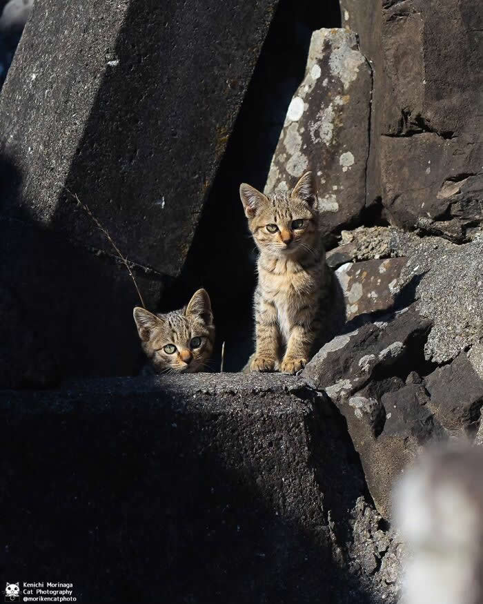 Two small kittens among large rocks, one standing alert while the other peeks from behind, both looking curious and watchful in a shaded outdoor setting.