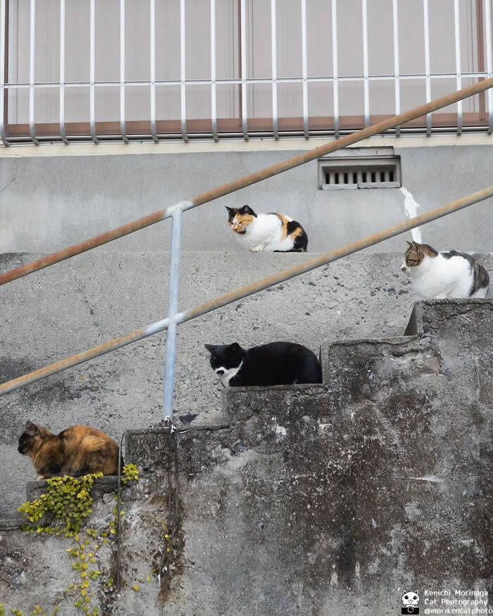 Four cats positioned on different steps of a concrete staircase, sitting apart but aligned diagonally, creating a structured and slightly humorous composition.