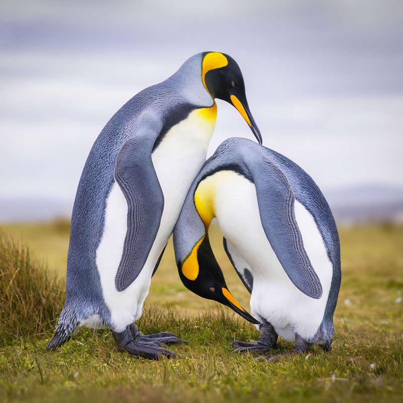 Two king penguins stand closely together on grassy terrain, gently bowing their heads toward each other in a calm and intimate moment, with soft natural light highlighting their sleek feathers and vivid yellow markings.