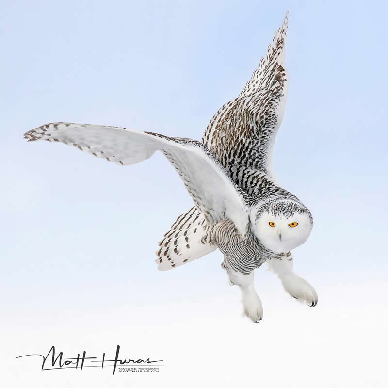 A snowy owl glides through a pale winter sky with wings fully extended, its bright yellow eyes focused forward, creating a striking and ethereal image against a soft, snowy background.