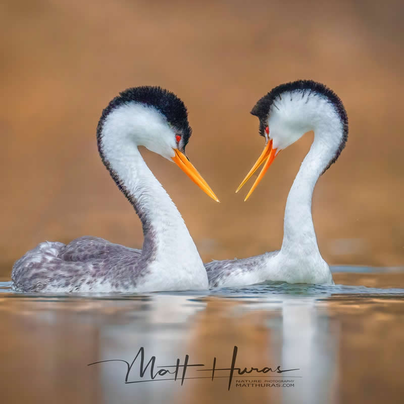Two elegant grebes face each other on calm water, their curved necks forming a heart-like shape, with soft reflections and warm tones creating a serene and romantic wildlife composition.