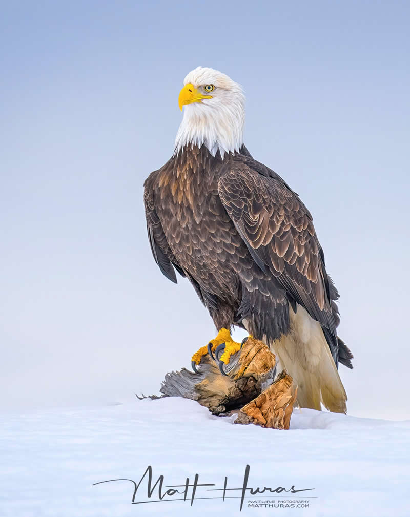 A bald eagle perches on a weathered branch in a snowy landscape, its sharp gaze and detailed feathers standing out against a soft, pale background, capturing a powerful and serene moment in winter.