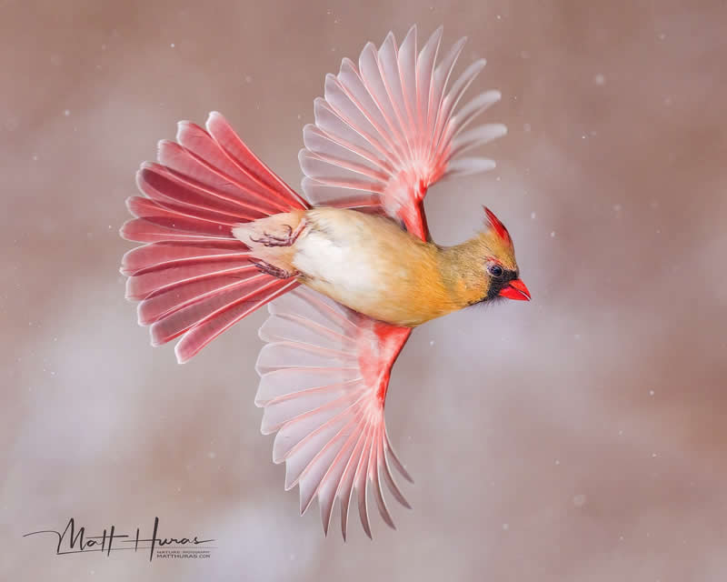 A female cardinal is captured mid-flight with wings fully spread, glowing in soft pink and red tones against a blurred background, highlighting delicate feather details and graceful motion.