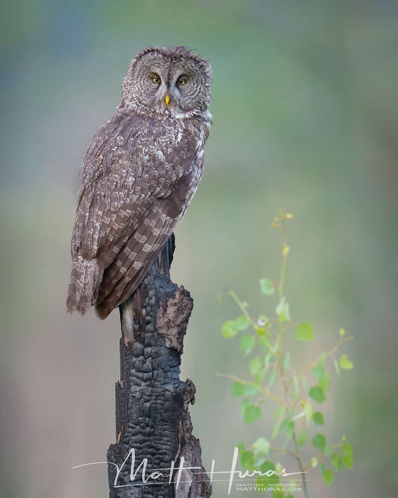 A great gray owl perches on a weathered tree stump, its piercing yellow eyes staring forward, surrounded by a softly blurred green background that emphasizes its detailed feathers and calm, watchful presence.