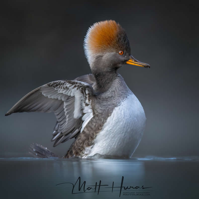 A hooded merganser lifts its wings while floating on calm water, its striking orange crest fanned out and glowing against a dark, blurred background, highlighting graceful movement and intricate feather detail.