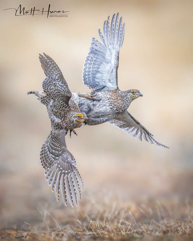 Two birds engage in a dramatic midair interaction with wings fully spread, captured in sharp detail against a soft neutral background, showcasing motion, tension, and the intricate patterns of their feathers.