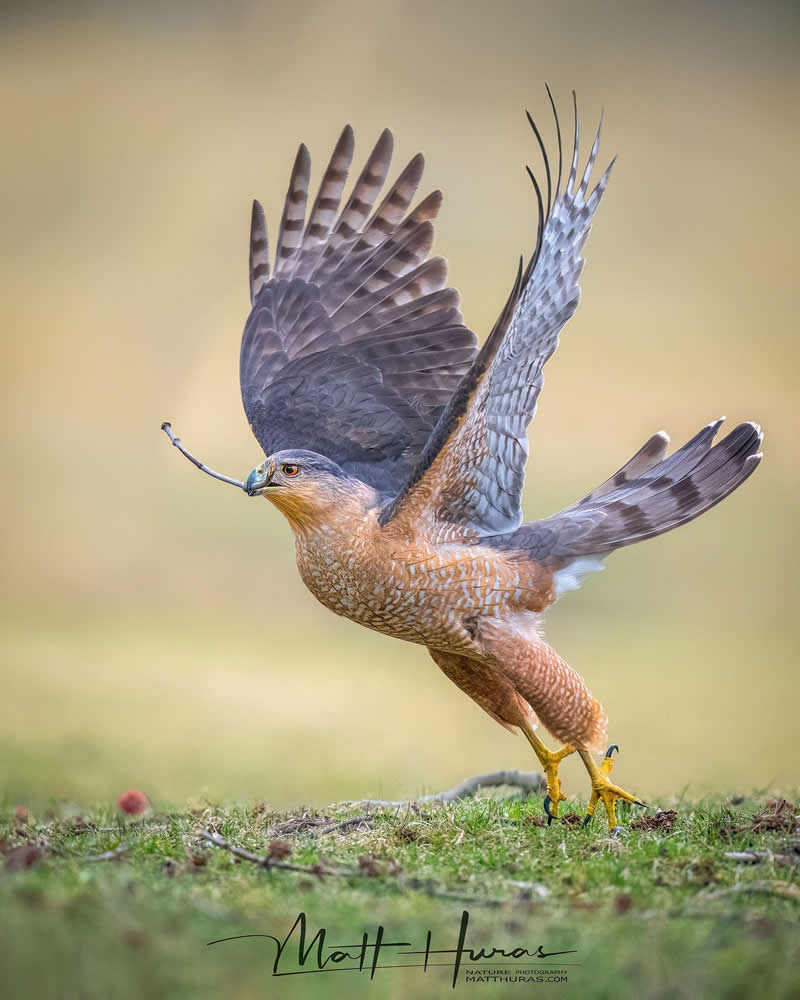 A hawk lifts off from the ground with wings spread wide, holding a small twig in its beak, captured in soft natural light that highlights its detailed feathers and purposeful motion against a blurred background.