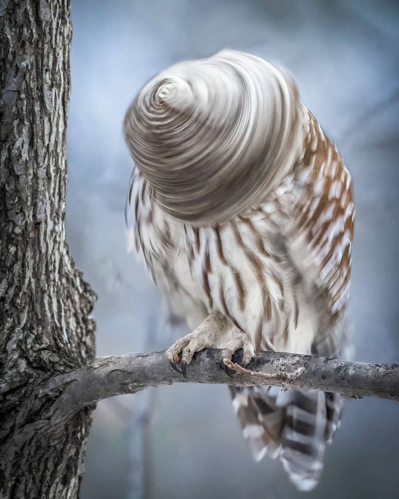 An owl perched on a branch twists its head rapidly, creating a swirling motion blur effect that forms a spiral pattern, captured against a soft, muted background that emphasizes movement and mystery.