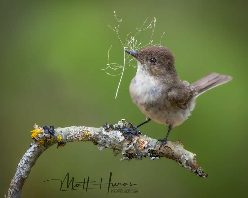 A small songbird perches on a branch holding delicate nesting fibers in its beak, set against a soft green background, capturing a gentle moment of preparation and instinct in the wild.