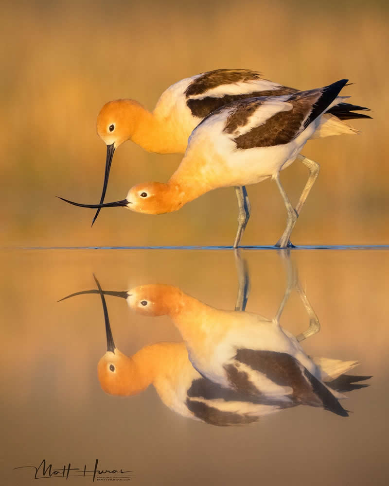 Two American avocets stand in shallow water during golden light, their long curved beaks nearly touching as their reflections mirror perfectly on the calm surface, creating a serene and symmetrical composition.