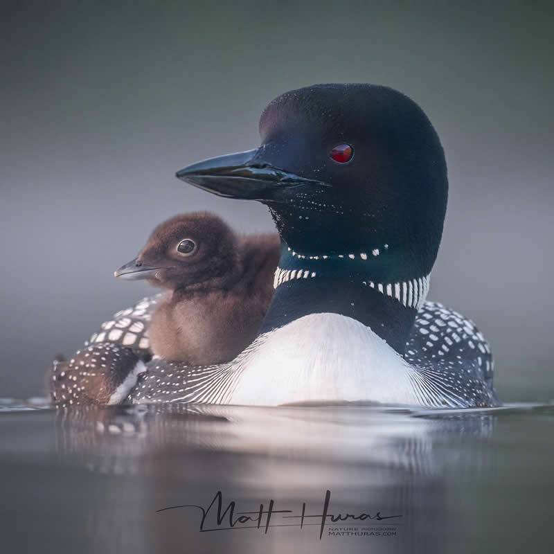 A loon swims gently across calm water with its chick nestled closely on its back, captured in soft light that highlights the contrast between the adult’s bold markings and the chick’s fluffy brown feathers.
