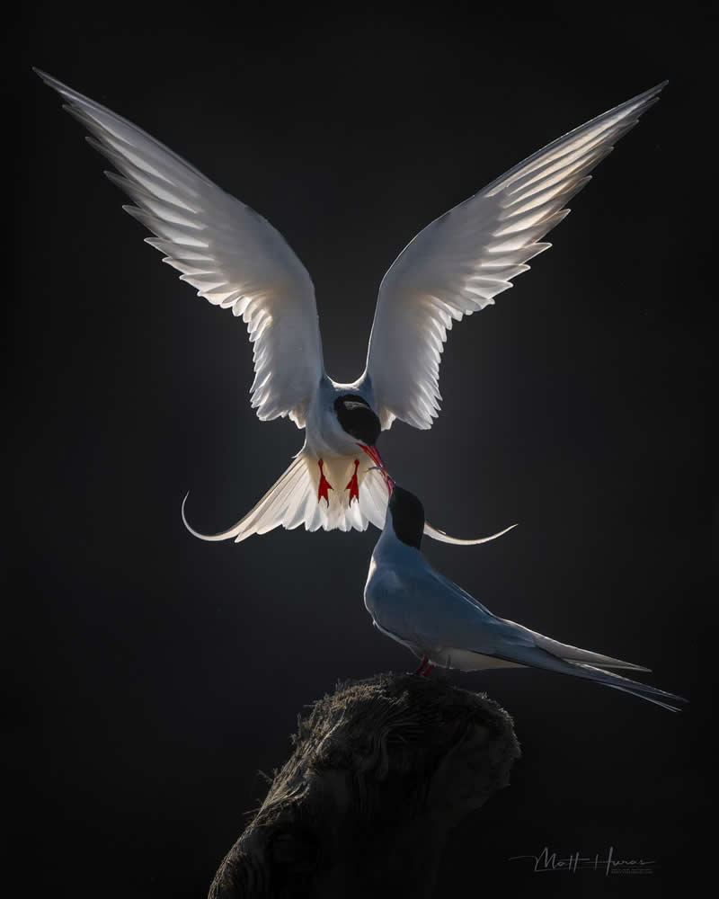 A backlit bird hovers midair with wings fully illuminated against a dark background, offering food to another bird perched below, creating a dramatic and tender wildlife scene filled with contrast and emotion.