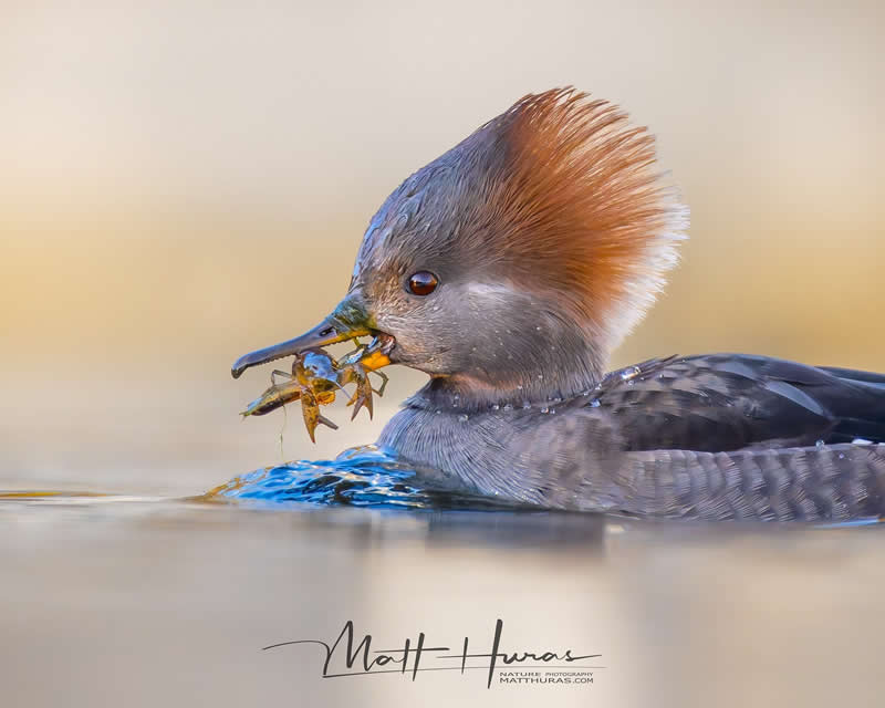 A hooded merganser floats on calm water with its crest raised, holding a freshly caught crayfish in its beak, captured in warm light that highlights fine feather details and rippling reflections.