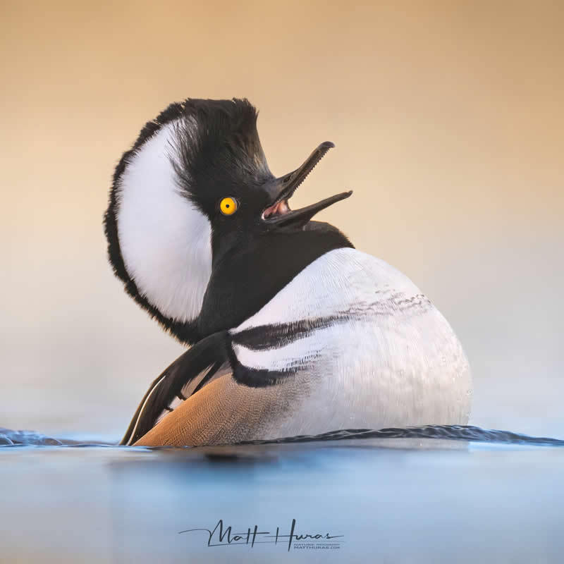 A hooded merganser floats on calm water with its striking black-and-white crest fully fanned, head tilted back and beak open as if calling, glowing in soft golden light against a smooth, blurred background.