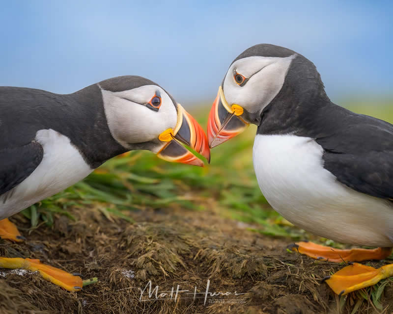 Two Atlantic puffins stand face to face on grassy ground, gently touching their colorful orange beaks, creating an intimate and tender moment against a soft, blurred natural background.