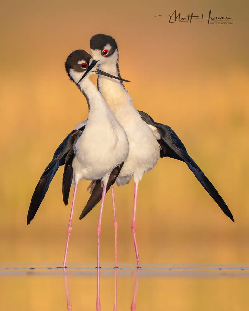 Two elegant black-necked stilts stand in shallow water, facing each other with delicate beaks crossed and long pink legs mirrored on the surface, set against a warm golden background that enhances their graceful, dance-like interaction.