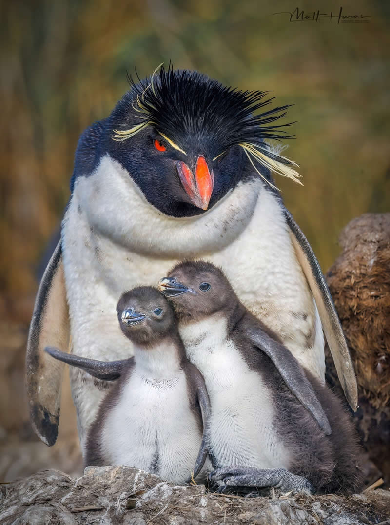 A rockhopper penguin stands protectively behind two fluffy chicks, its vivid red eyes and spiky yellow crest contrasting with the soft gray down of the young, capturing a tender moment of parental care in a rugged natural setting.