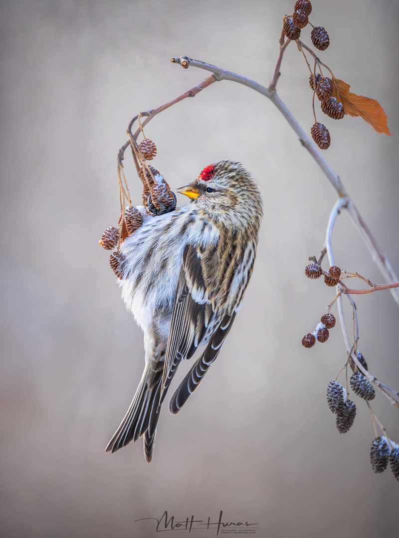 A small redpoll perches delicately on a thin branch, feeding on dried seed pods, its soft feathers fluffed against the cold and a vivid red crown standing out against a muted, wintry background.