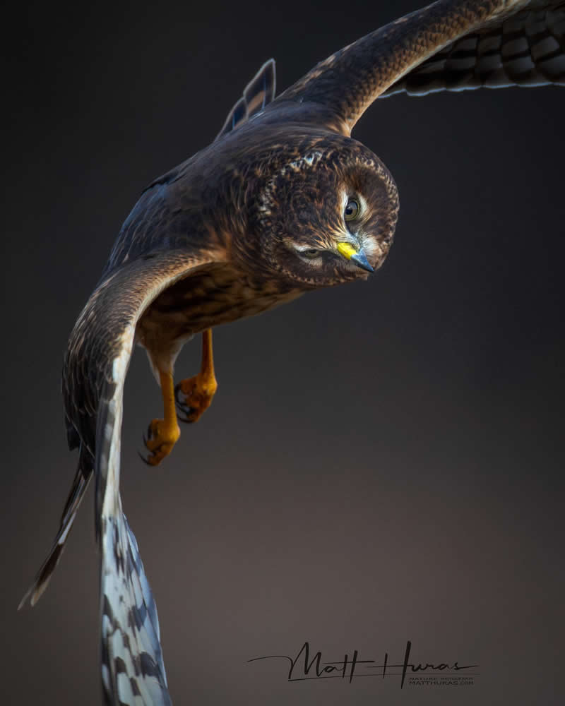 A hawk glides mid-air with wings fully extended, body angled downward and piercing gaze fixed below, capturing a tense, predatory moment against a dark, softly blurred background.