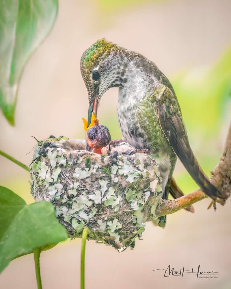 A hummingbird delicately feeds its chick in a small nest perched on a branch, captured in soft natural light with gentle green tones, highlighting an intimate moment of nurturing in the wild.