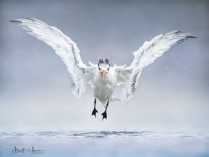 A white seabird hovers just above the water with wings fully spread, snowflakes drifting around it, creating a striking, ethereal scene against a soft gray winter sky.