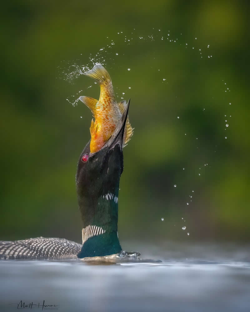A loon bursts from the water holding a fish in its beak, droplets arcing through the air as the scene captures a precise and powerful moment of hunting against a soft green background.