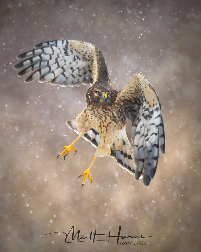 A hawk hovers mid-air with wings fully spread and talons extended, captured against a softly blurred background with falling snow or rain, highlighting a dramatic moment of flight and precision.