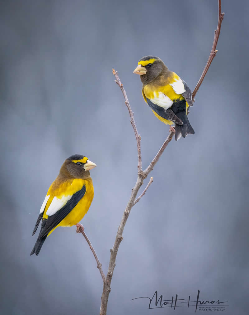 Two vibrant yellow and black songbirds perch on bare branches against a soft gray background, facing each other in a calm and balanced composition that highlights their striking colors and delicate forms.