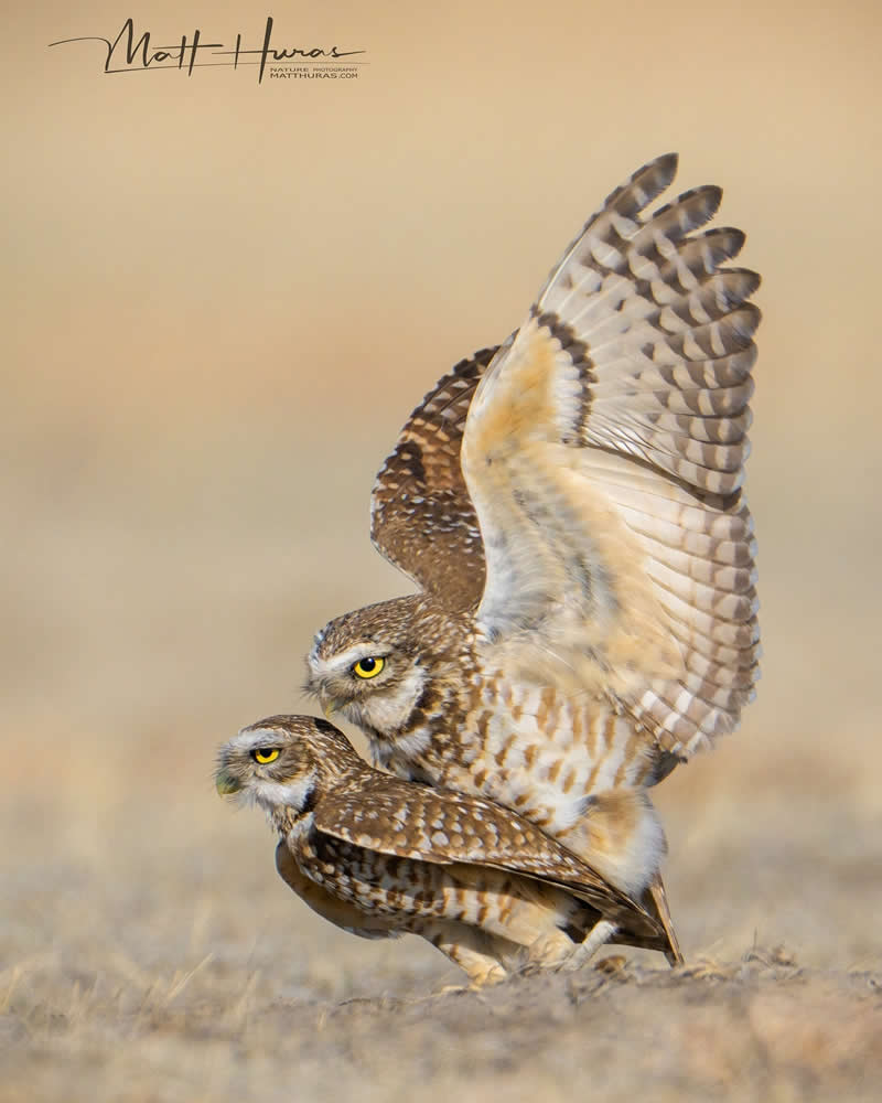 Two burrowing owls interact closely on the ground, one spreading its wings over the other, captured in warm natural tones that highlight their sharp yellow eyes and intricate feather patterns in a quiet, intimate wildlife moment.