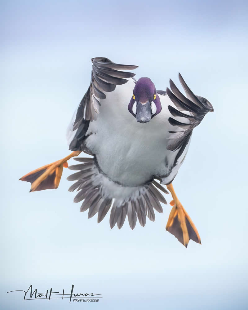 A diving duck is captured mid-flight against a soft sky, wings spread wide and feet extended, creating a striking, symmetrical composition that highlights motion, balance, and intricate feather detail.