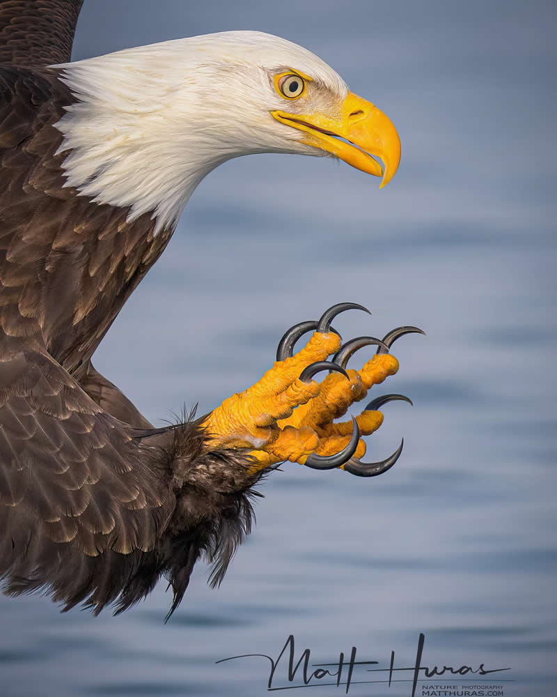 A close-up wildlife photo of a bald eagle in flight shows its white head, sharp yellow beak, piercing eye, and extended golden talons with curved black claws against a soft blue background.