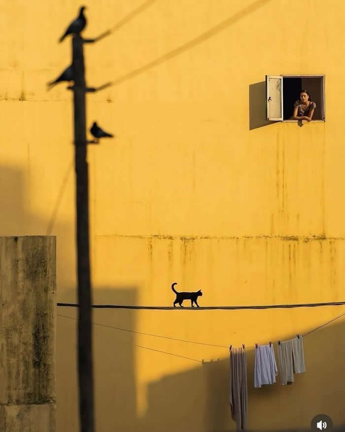 A minimalist scene with a warm yellow wall, a woman leaning out of a small window, birds perched on a pole, and a cat walking along a wire above hanging laundry, creating strong geometric lines and shadows.