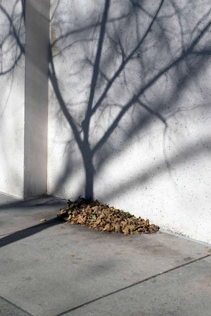 A minimalist scene of a tree’s shadow cast on a white wall, with a small pile of dry leaves at the base, creating a poetic contrast between light, shadow, and texture.