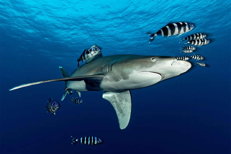 Mesmerizing Ocean Moments by Tobias Friedrich